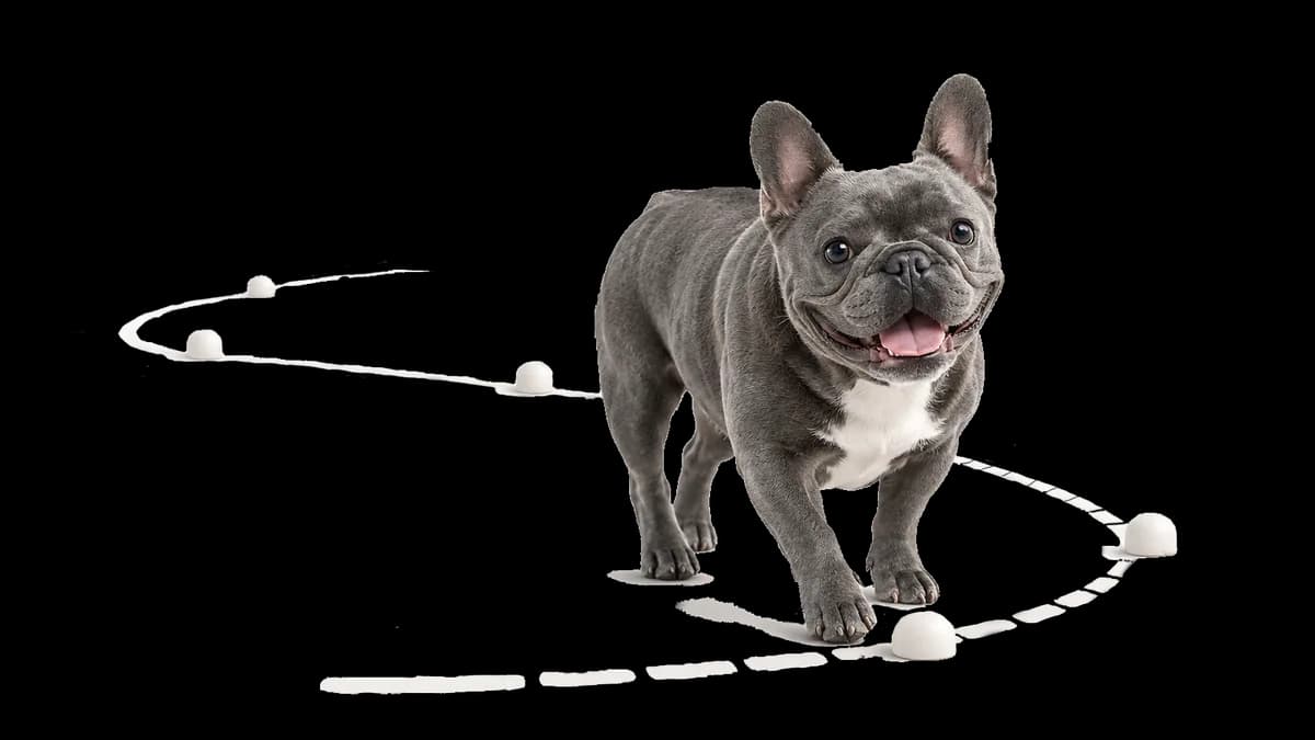 Calm dog with subtle path elements suggesting individualized care.